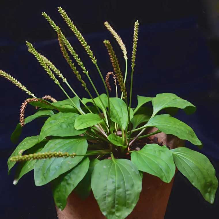 小时候经常见又叫不上名字的植物,一些常见的能吃的植物名称