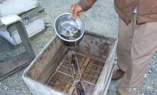 冬天喂白糖蜜蜂会打架是什么原因,蜜蜂在冬天温度最低能承受多少度