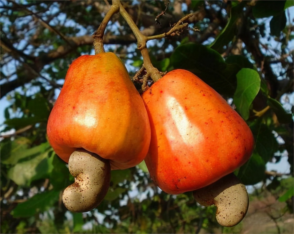 舌尖上的美食坚果,舌尖上的坚果有哪些