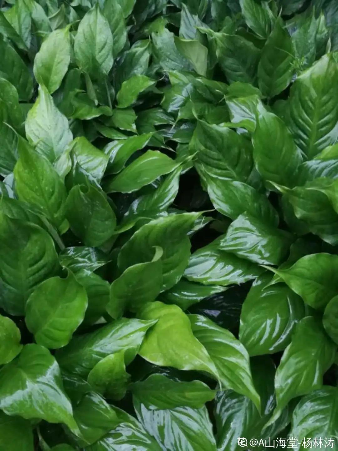 花盆里的小黑飞苍蝇怎么处理,家里养什么花最容易生小黑飞虫