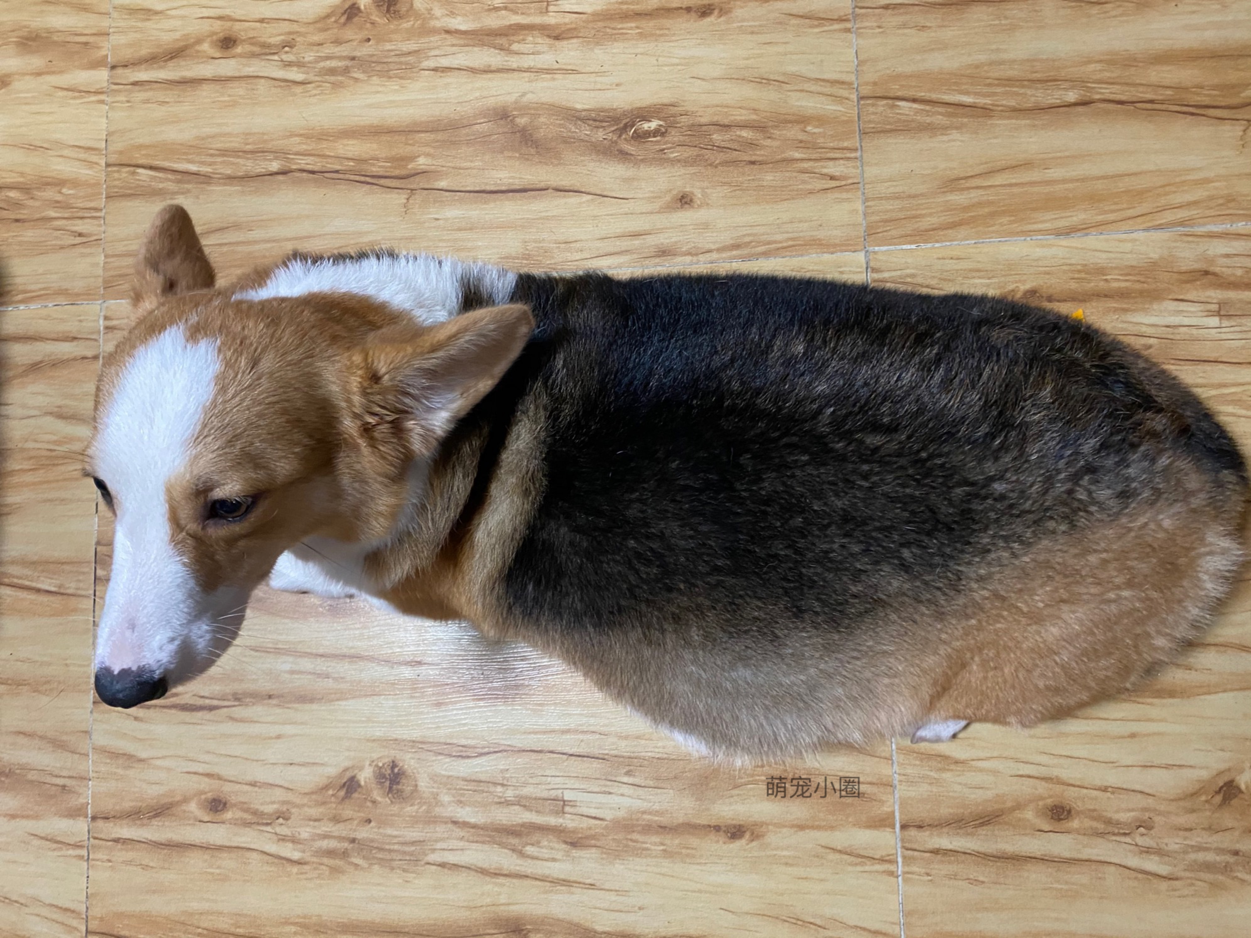 最尴尬的事情发生了，家里的柯基犬第一次交配没经验，还要被围观