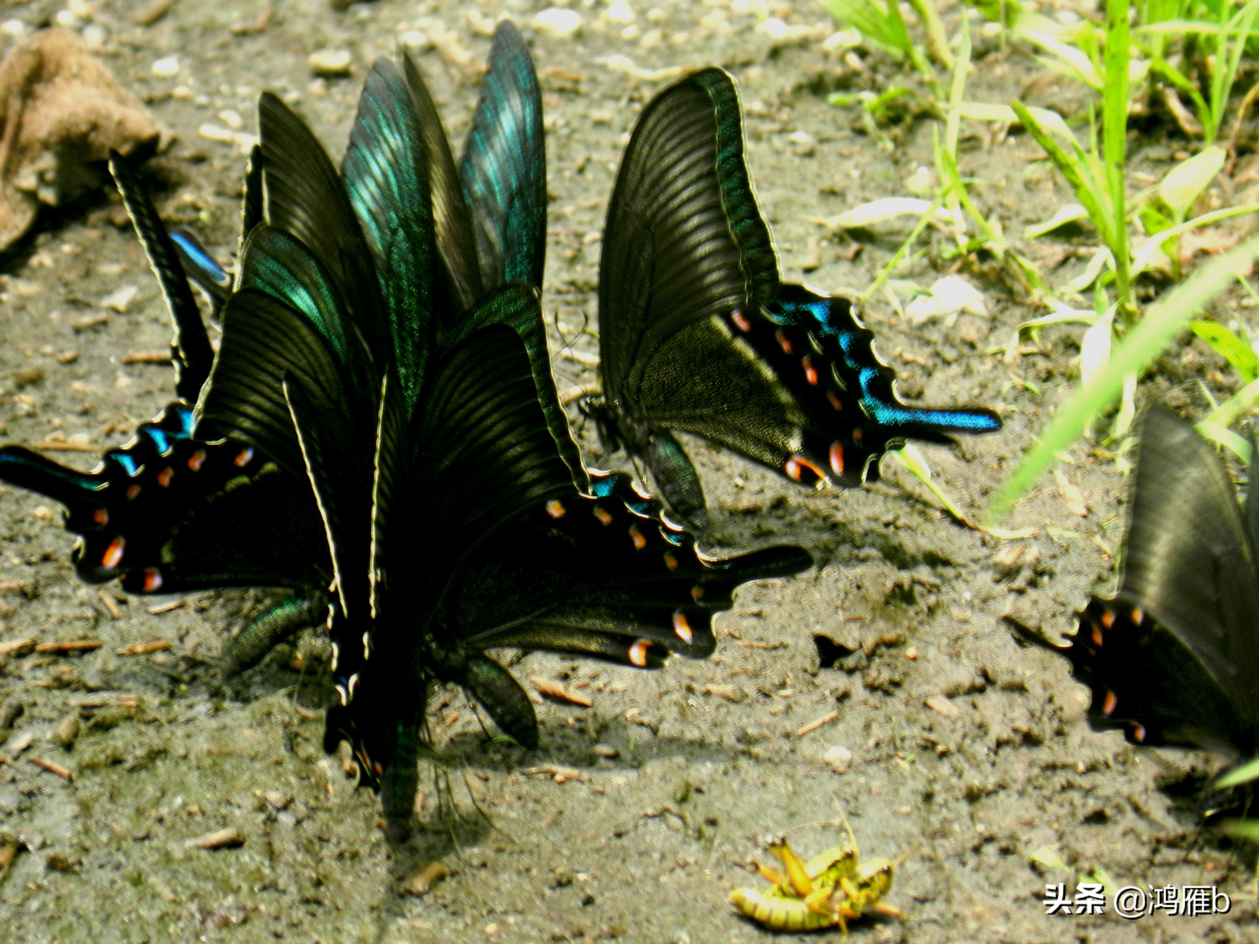 大山里的野果熟了想吃,山里的野果逐渐熟了