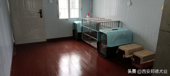 宠物训练学园,宠物训练营学校