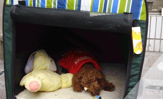 狗狗生病了作为主人该怎么应对,狗狗突然生病主人大哭