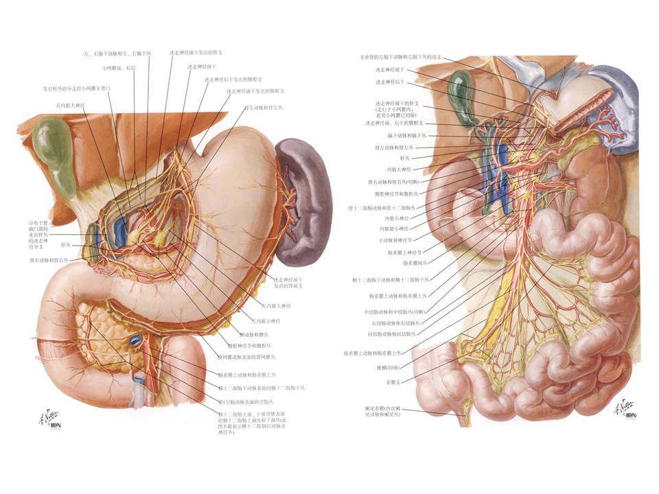 糖尿病胃肠功能紊乱的症状是什么,糖尿病会引起自身免疫功能紊乱
