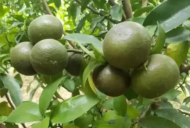 柑橘打锈壁虱最佳时间,柑橘锈壁虱怎么处理