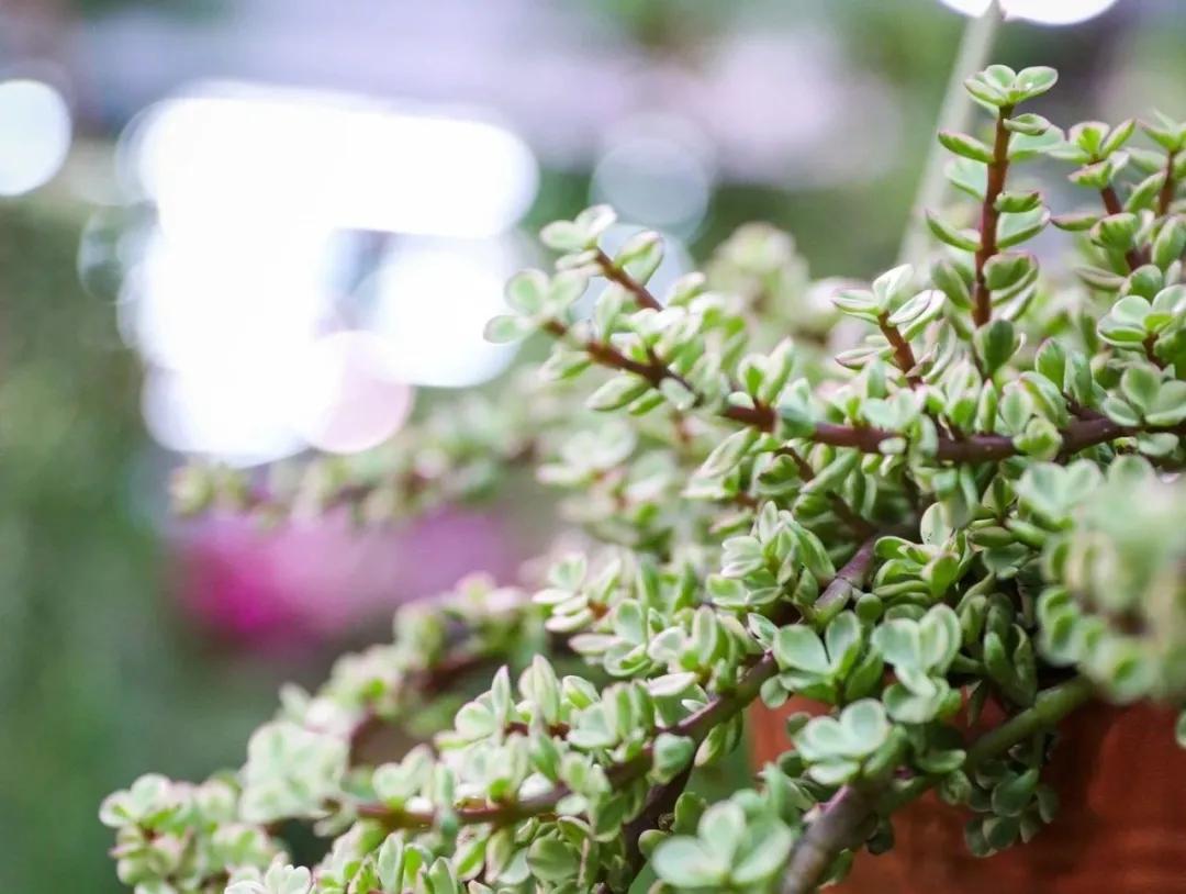 北京最大的露天花卉,北京最大的花卉大观园