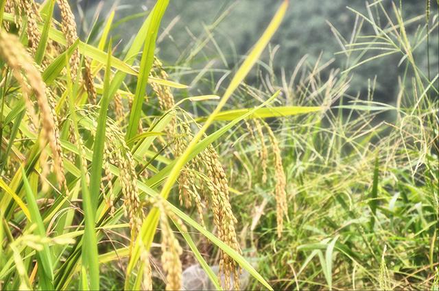 韶关丹霞梯田图片,韶关旅游梯田攻略图片