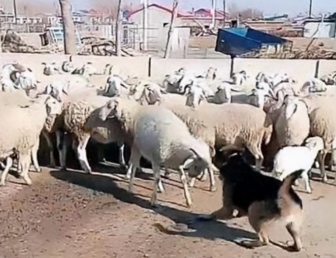 为什么德国牧羊犬这么受大家欢迎,德国牧羊犬实力到底有多强