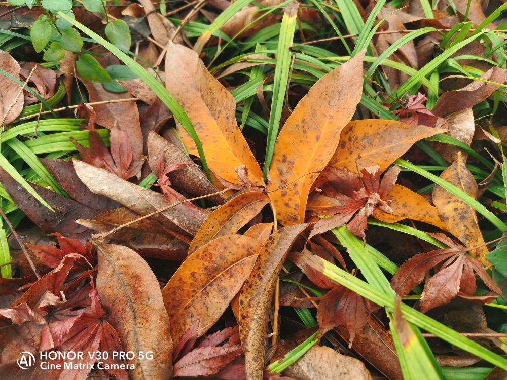 5g旗舰性价比高,nova65g和荣耀v30pro哪个好