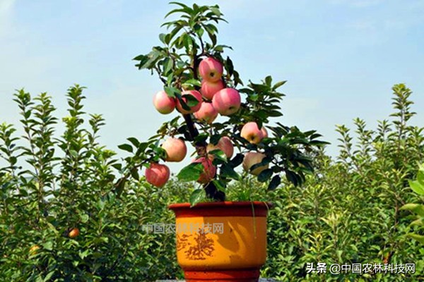 盆栽苹果用什么肥料好,苹果盆栽可以直接用大盆吗