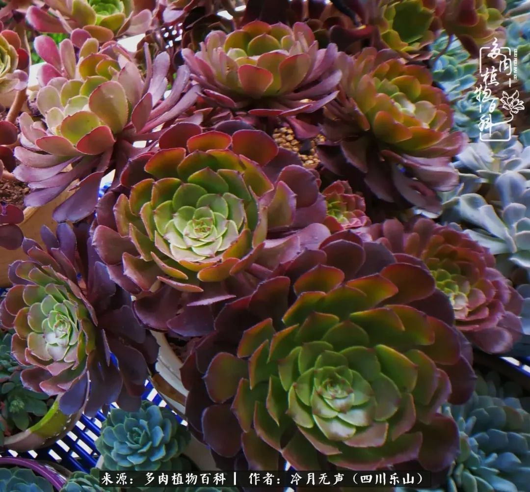 时光见证多肉故事,关于多肉的故事