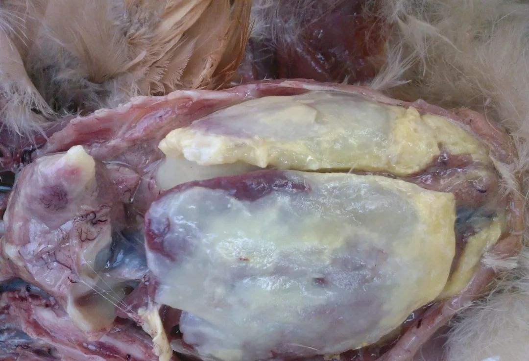 鸡大肠杆菌病的治疗方法有哪些,鸡大肠杆菌病治疗措施