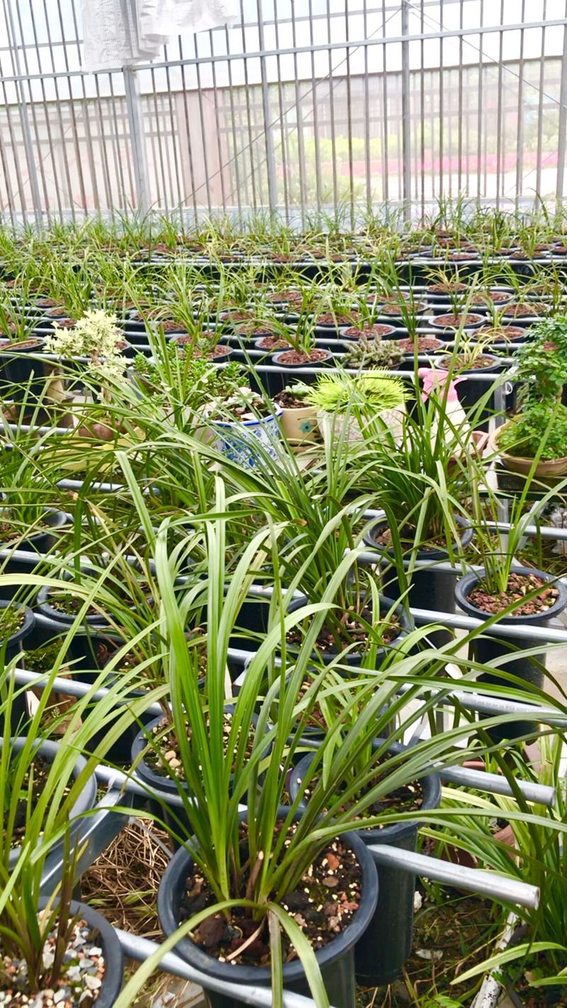 今年兰花价格下跌的原因,野生兰花为什么那么贵