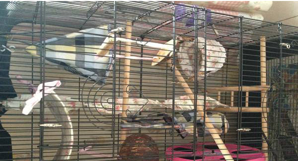 追星女孩的蜜袋鼯领养体验之5点