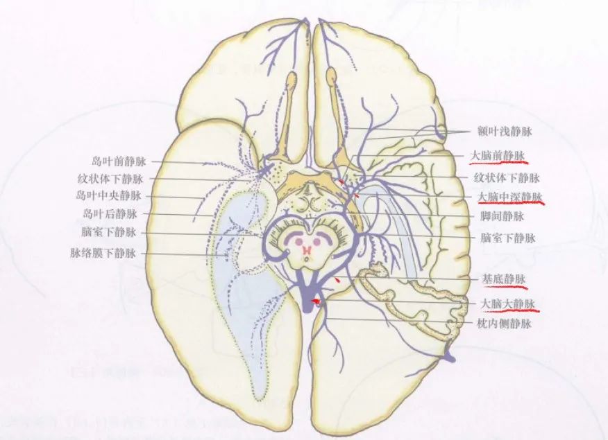 学习|颅脑静脉解剖及引流
