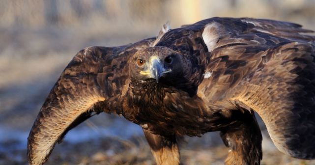 鹰真的有拔喙重生吗,鹰的重生真的有科学依据吗