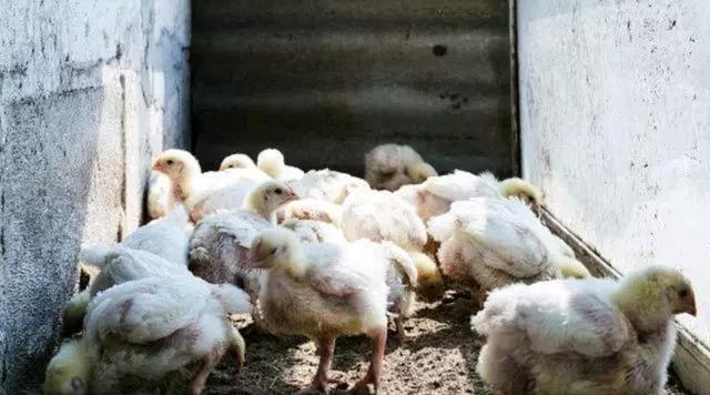 鸡的腺病毒是什么原因造成的,这样做,能有效防治