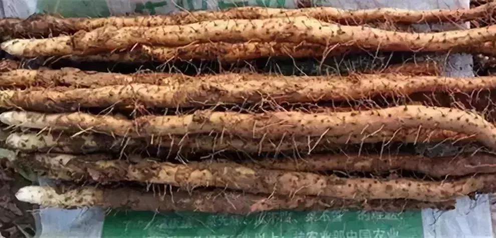 山药养脾的正确方法,养脾胃用哪种山药最好