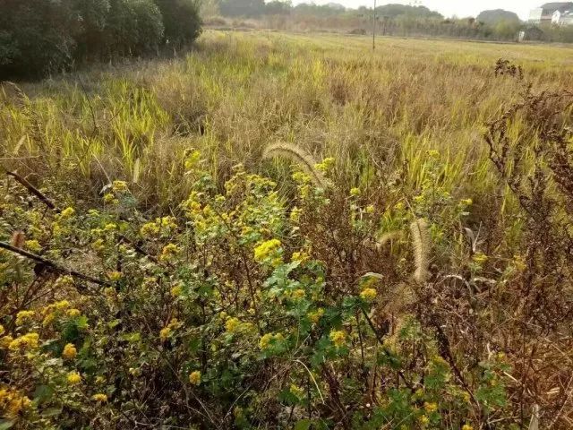 草木人间*我说的小*菊黄**，是好吃的菊花脑