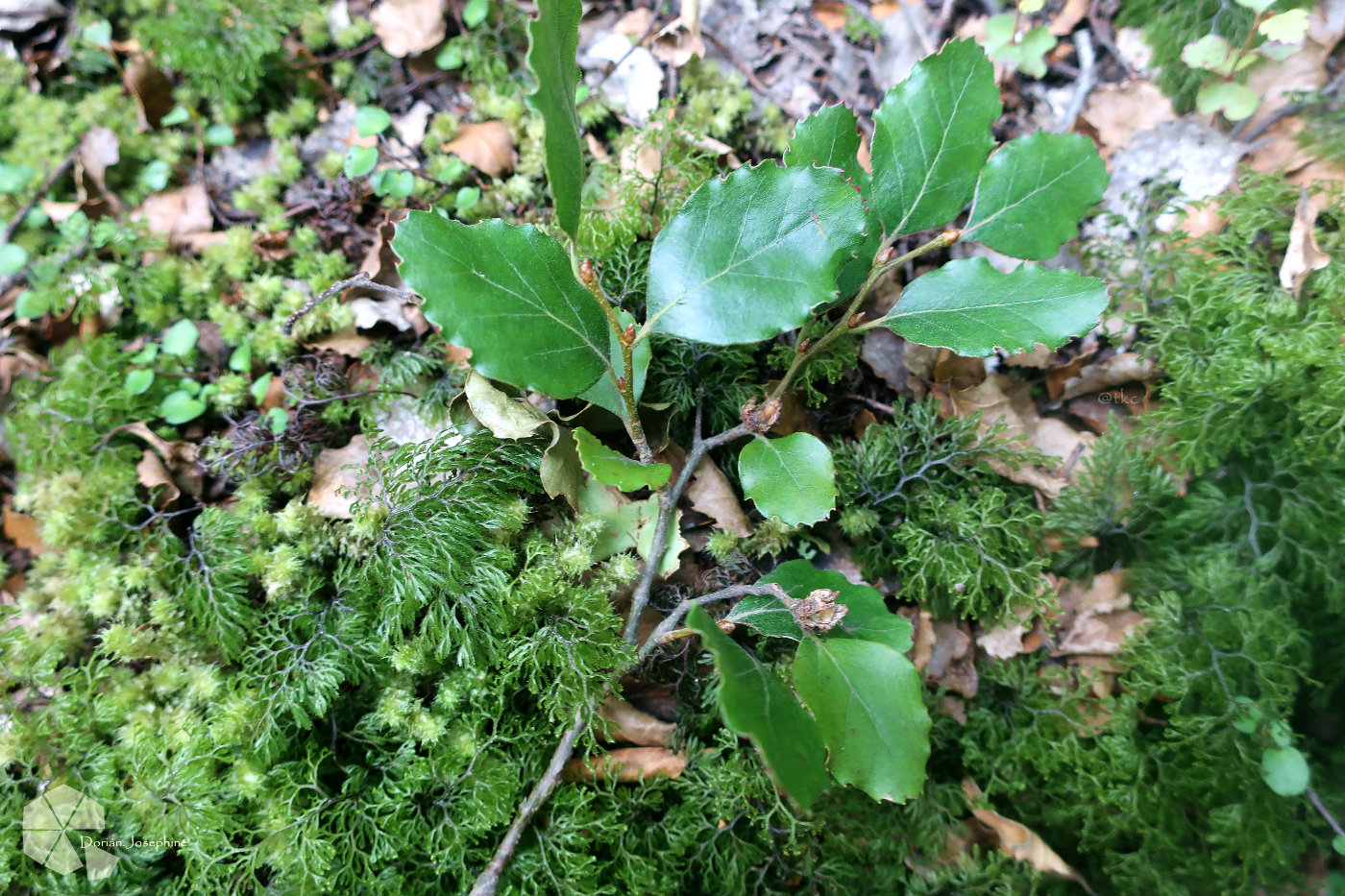 新西兰南岛一日游,新西兰南岛旅游地图