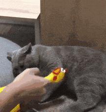 小猫四个月非常的调皮怎么办,小猫四个多月爱抓人