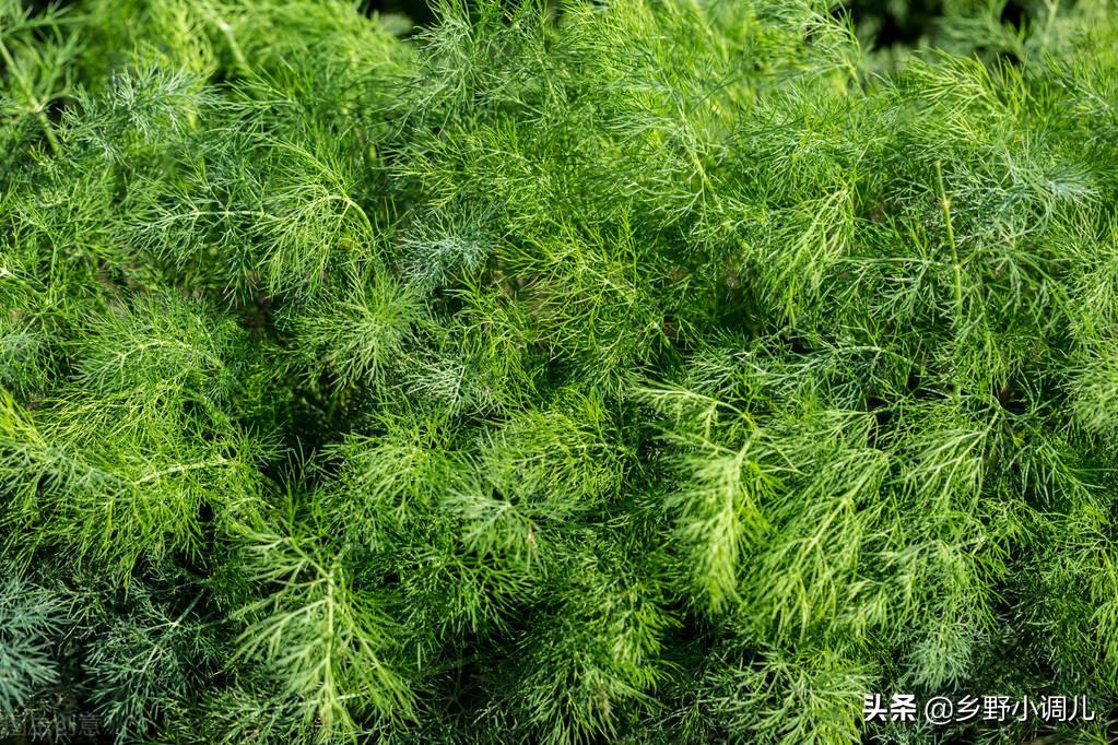 40岁的农民,靠种茴香或换纱窗,投资1万元日赚300元,咋做到的