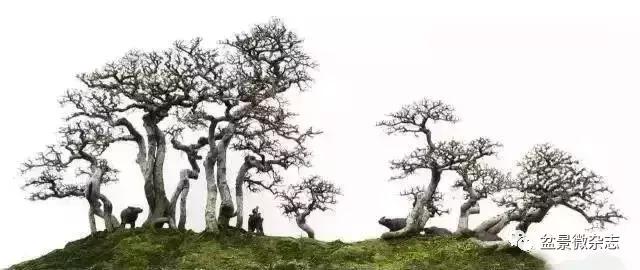 盆景大师的独到眼光,盆景技艺