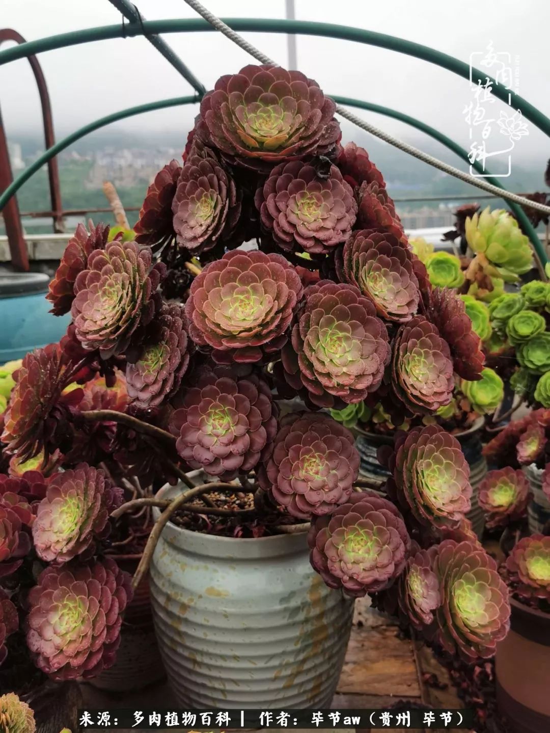 有多少次的会心一笑，全因多肉！那是一种心间流出的甜