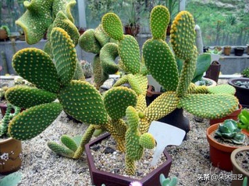 什么是草本,什么是灌木什么是草本