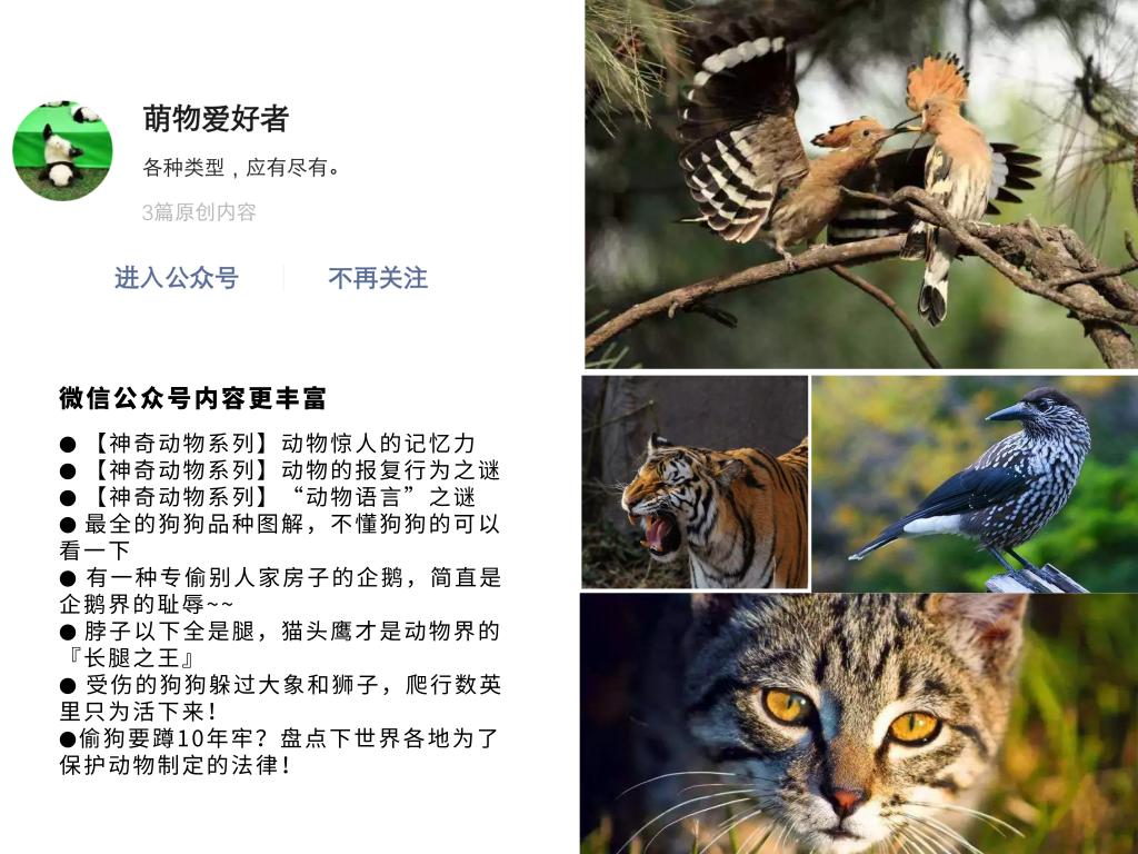 兔子的皮可以再生吗,兔子皮破了会死吗