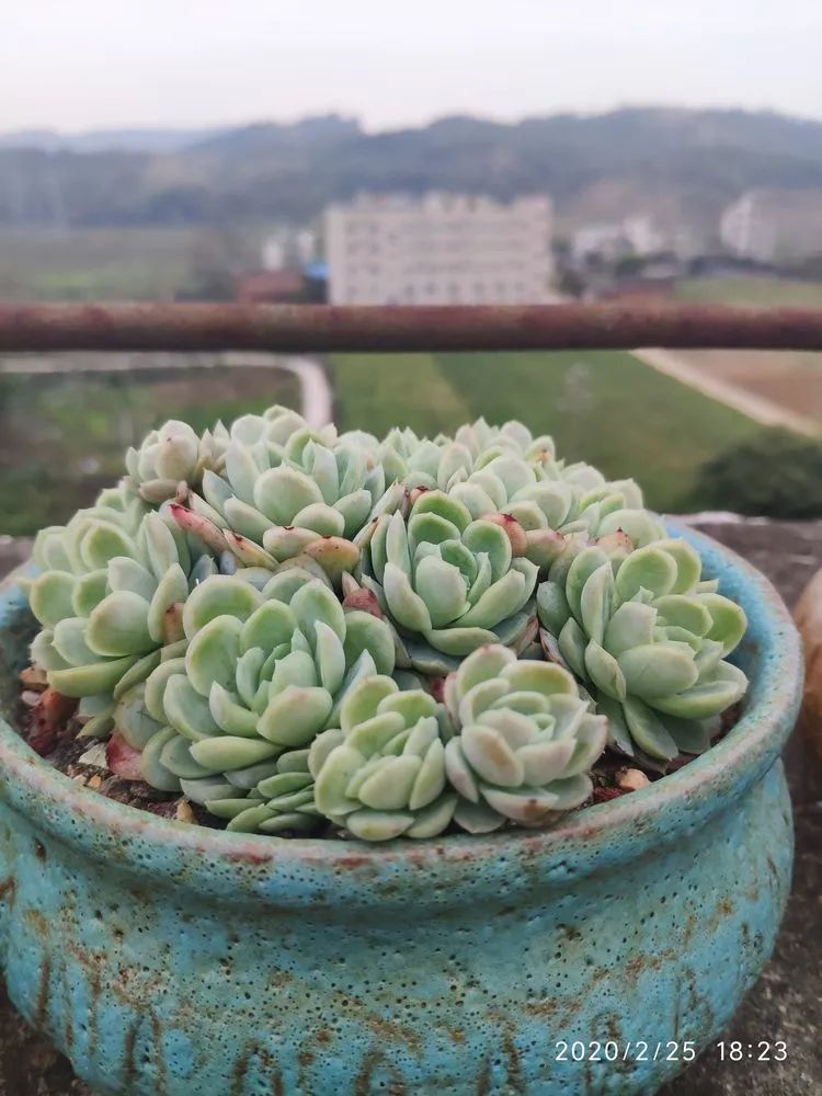 多肉不适合新手养,多肉入坑到什么程度好