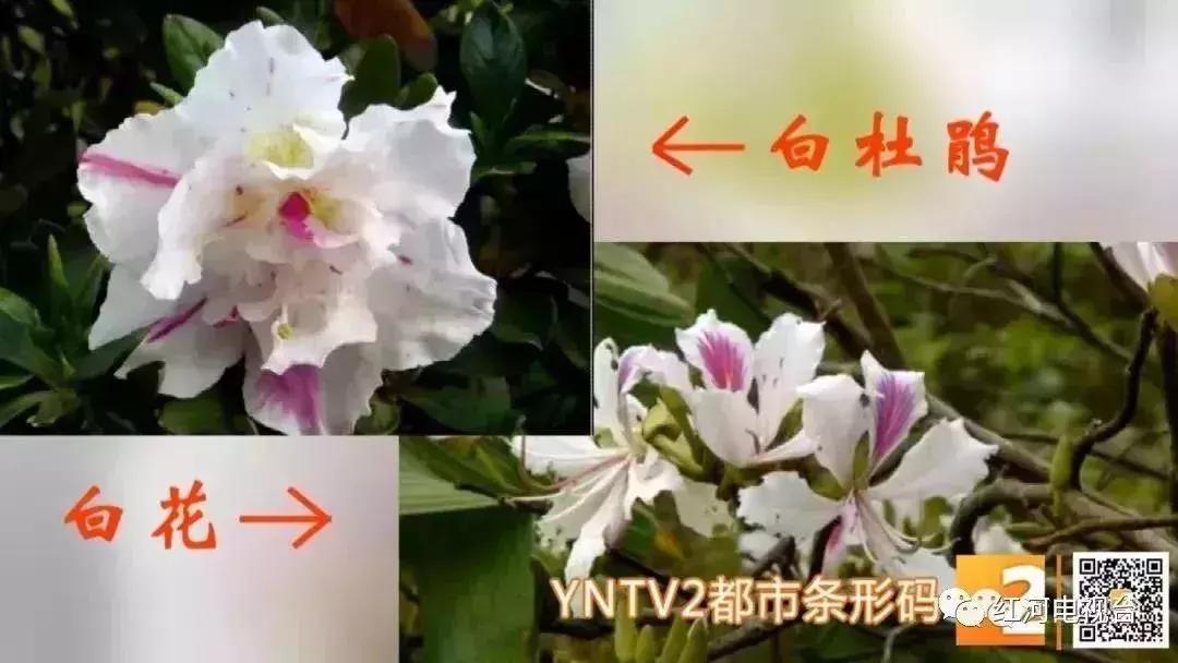 既然春天留不住就迎接夏天吧,既然春天留不住