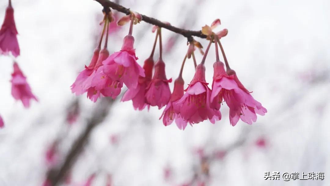 珠海春节游玩的地方有哪些,春节珠海旅游最佳攻略