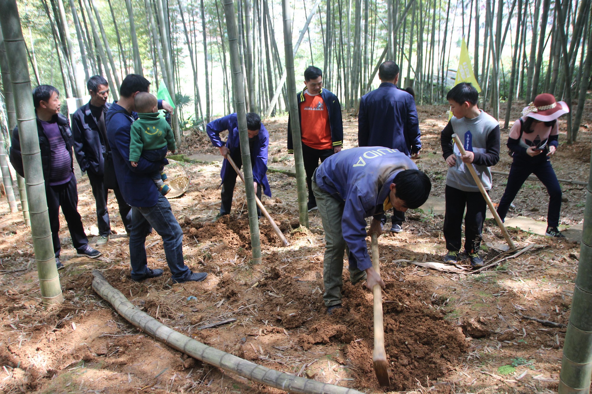 浙江临海沿江镇竹笋,临海市野生竹笋