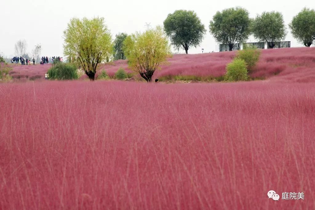 雨水花园植物区,雨水花园水生植物
