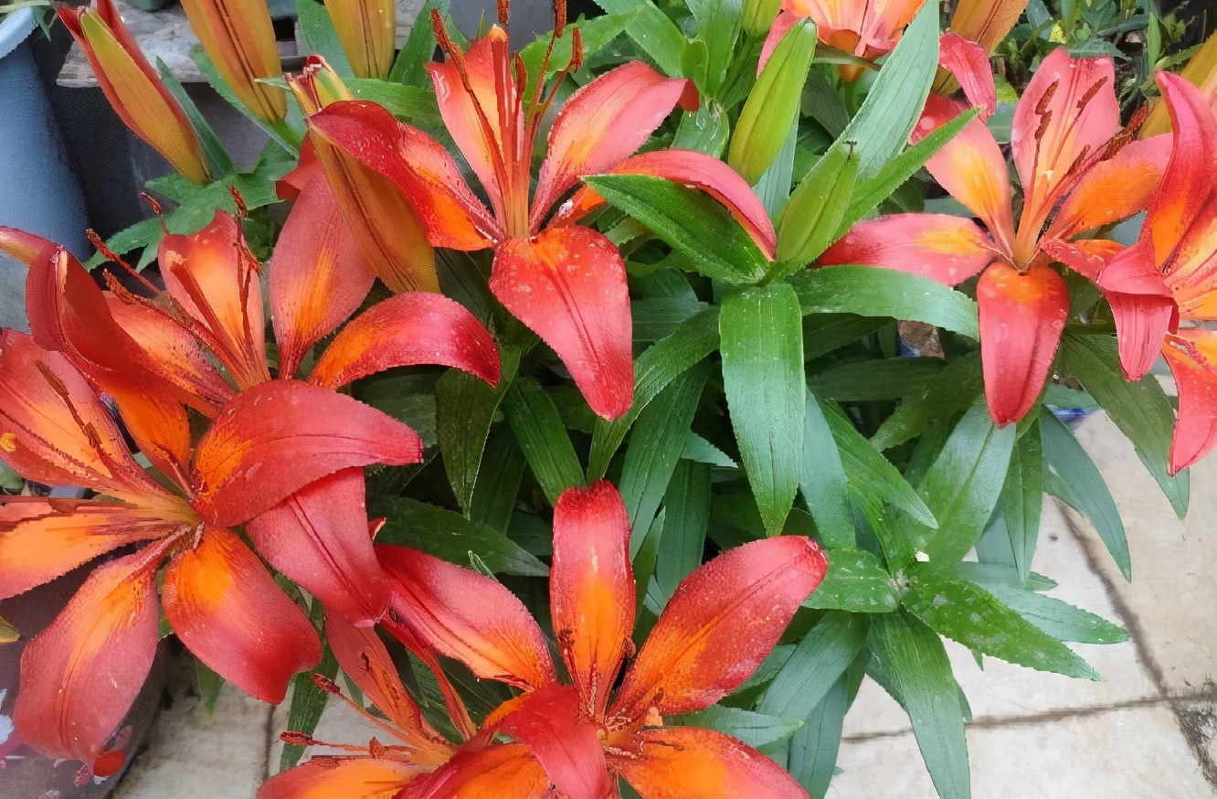 水中百合花开完了怎么样再开花,百合花开完后如何处理枝干