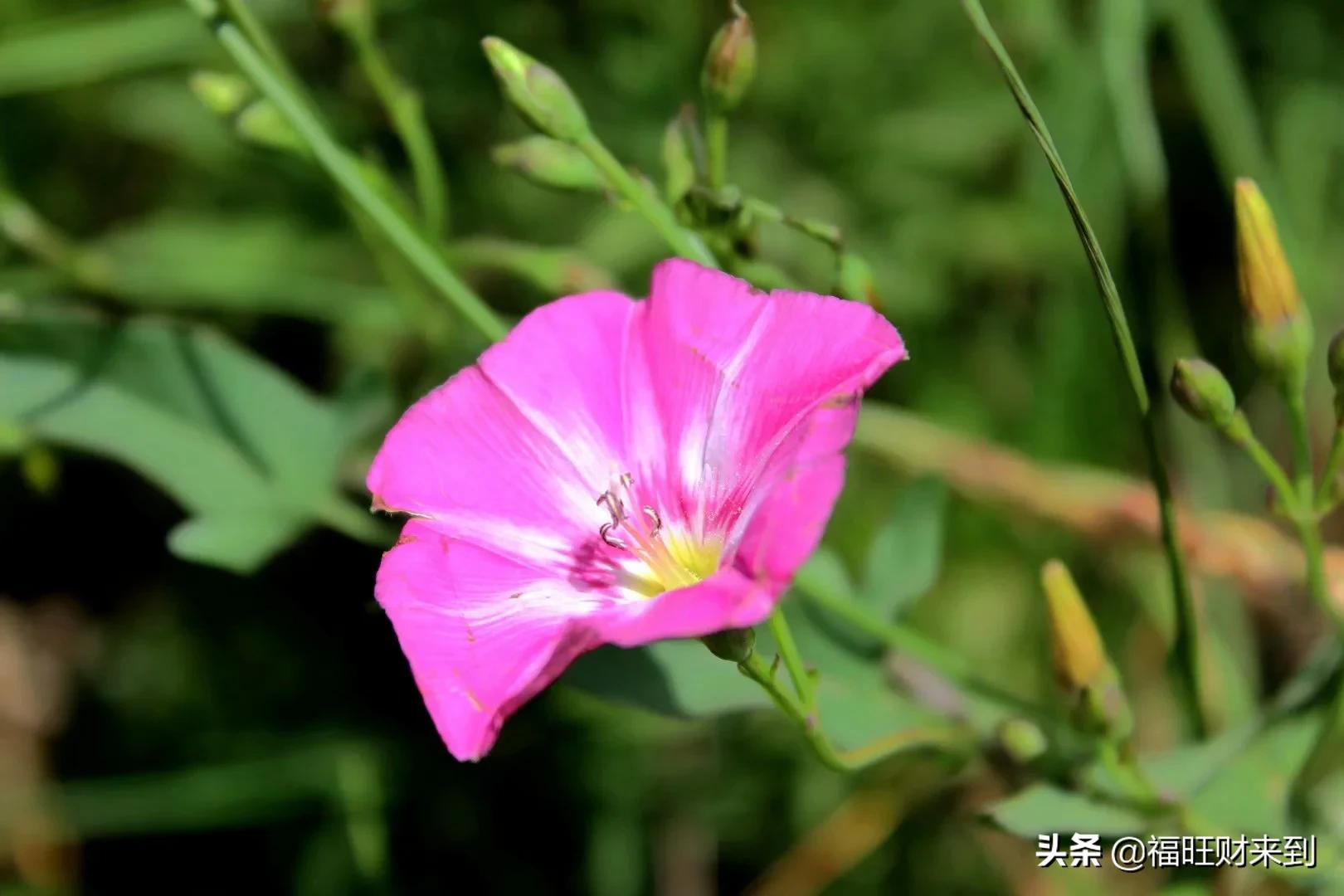 6月5号芒种,2018年6月6日芒种