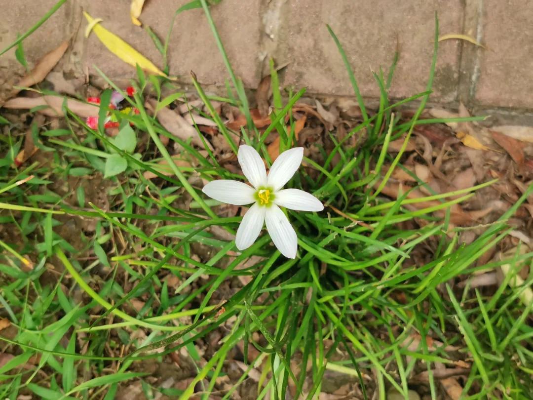 适合点缀草坪的植物,不需要光的地被植物