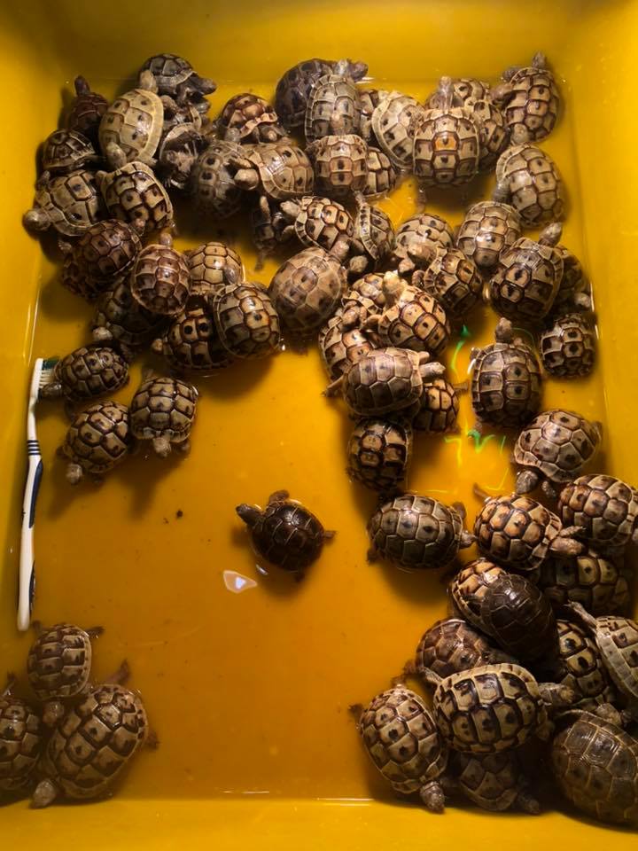 欧洲陆龟排酸吗,欧洲陆龟的图片