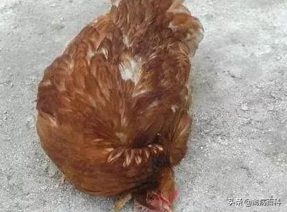 鸡群呼吸道疾病特效药方案大全,鸡群发病,我来帮你解决