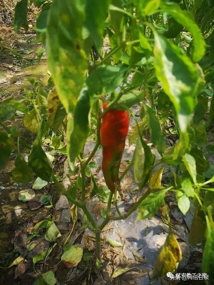 金太阳幼儿园校门,延安市甘泉谢金庄幼儿园