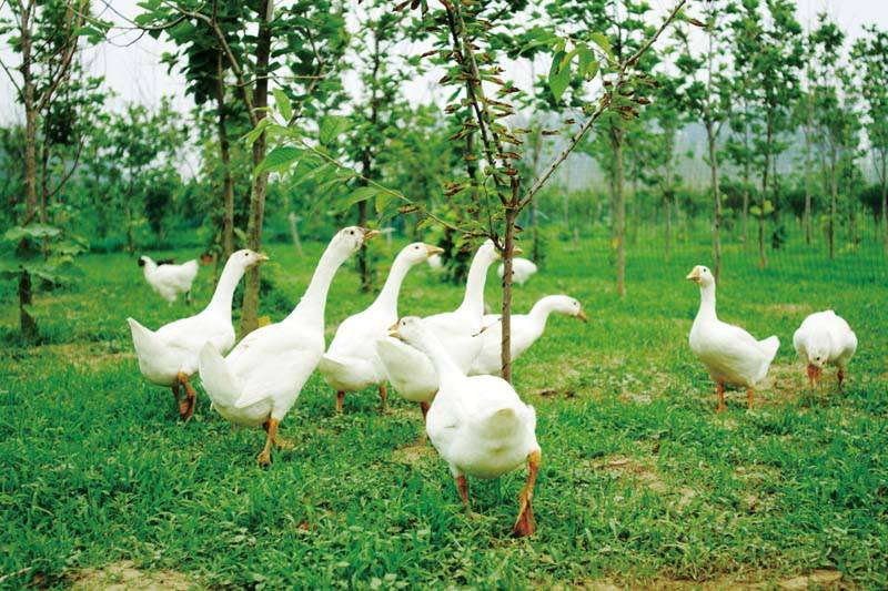 中国最新有机农业,有机农业真的好做吗