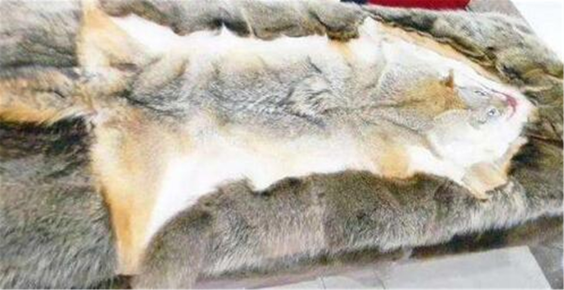 花季少女拿祖传狼皮鉴宝,女大学生带100万元鉴宝