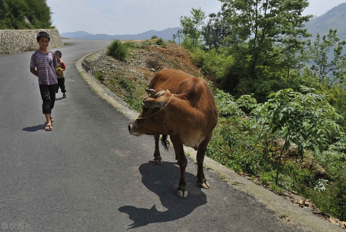 三都酥饼作文,三都散文