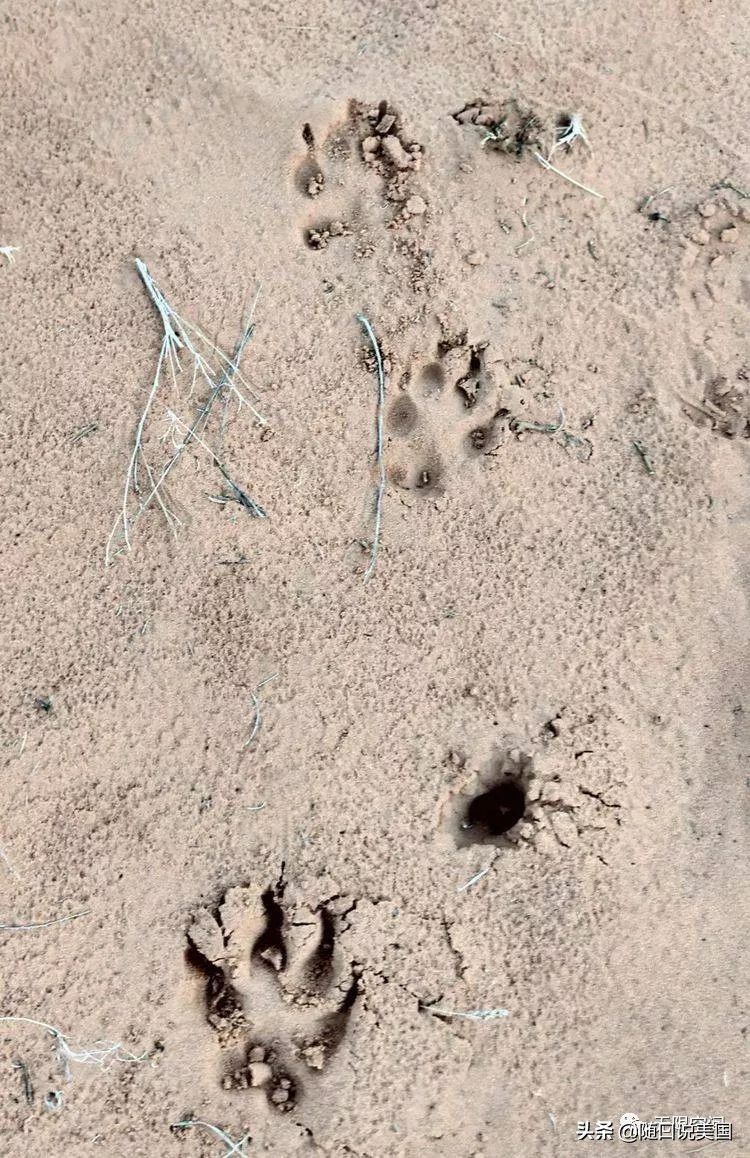 荒野乱斗流彩伊芙强度,荒野行动榴弹怎么用