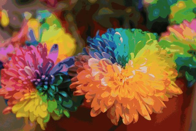 菊花叶片枯落咋回事？叶片枯落怎么办？看老农手把手教你