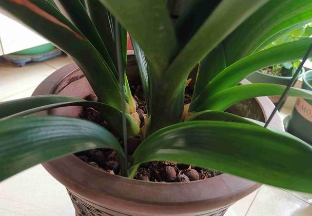 君子兰高端大气观叶观花盆栽,精品君子兰室内桌面观花小盆景