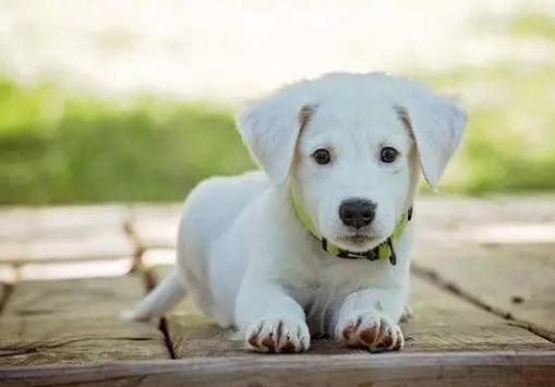 狗狗突然疯狂舔地板呕吐怎么回事,狗狗呕吐食物是死亡征兆吗