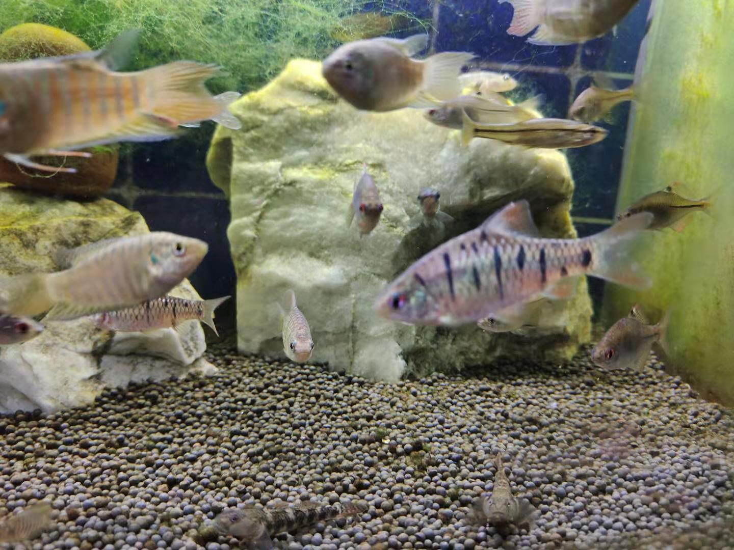 网购观赏鱼需要注意什么,新买来的观赏鱼为啥成活率低